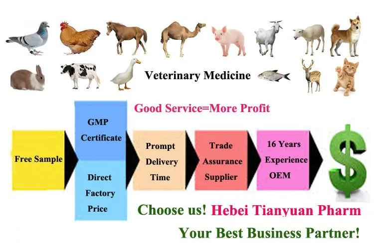 Florfenicol Injection 10% 20% 30% Veterinary Medicine Drug Animal Drugs Antibiotic Antibacterial Drug for Cattle Calves Goats Horses Pigs Pets